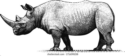 13.859 imagens de Rhino draw Imagens, fotos stock e vetores | Shutterstock