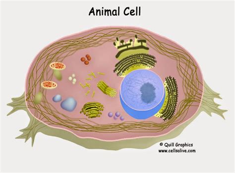 Zoology At MHS: Cells Alive!