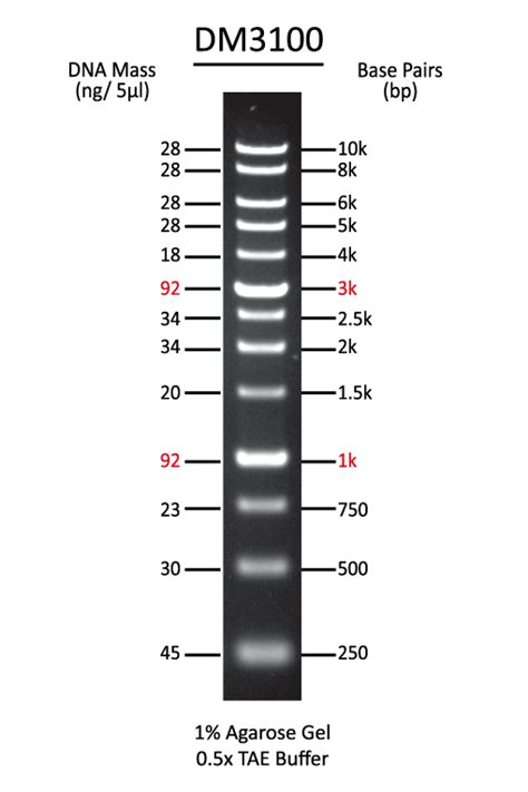 SMOBIO Technology ExcelBand 100bp + 3K DNA Ladders, Ready-to-use, DM3100. Life Science Products