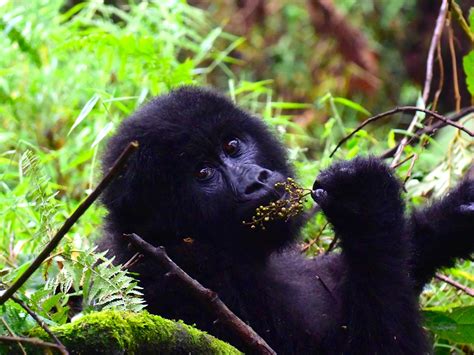 Mountain Gorillas Habitat » Trek Africa Expeditions