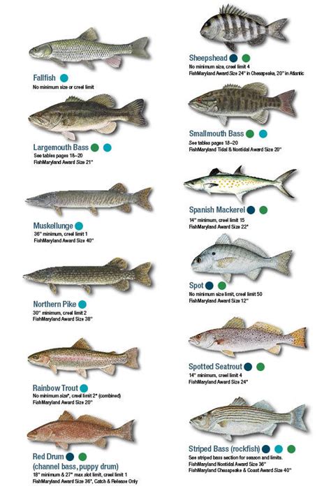 Freshwater Fish Species Chart Printable - Free Printable Charts