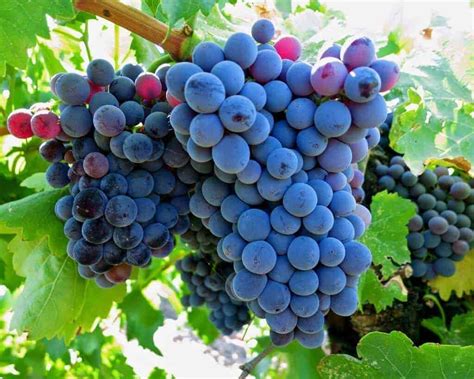 20 Most Popular Types of Wine Grapes [Detailed Guide]