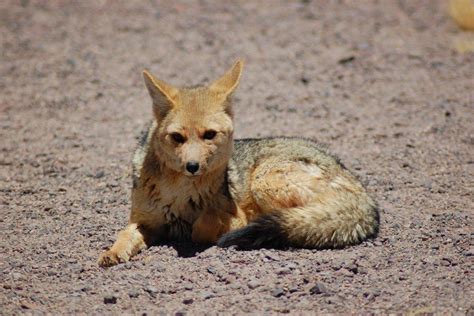 27 Wild Animals in Uruguay [Wildlife in Uruguay] - Kevmrc