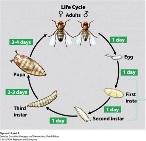 Forensic Entomology, Forensic Anthropology Flashcards | Quizlet