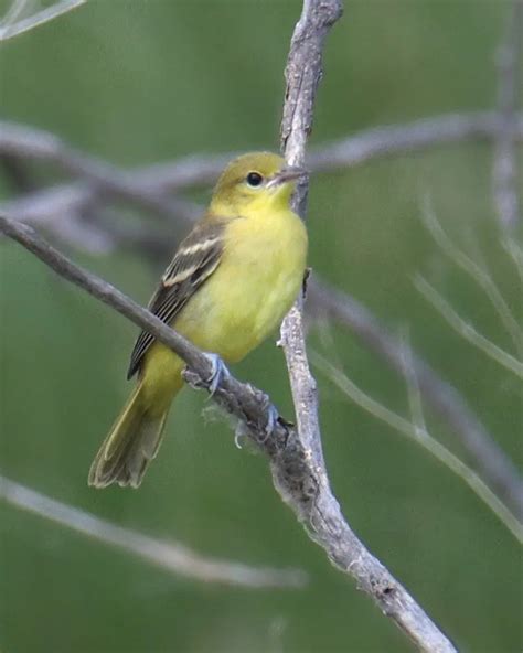 Female Oriole Identification (Picture ID Guide)