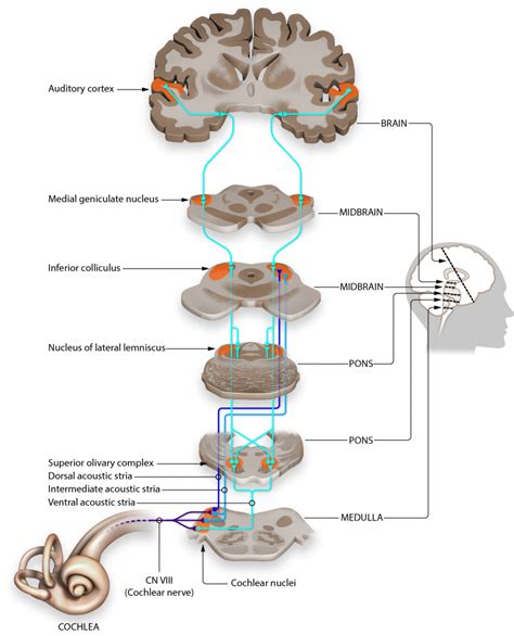 Auditory Pathways to the Brain – Introduction to Sensation and Perception