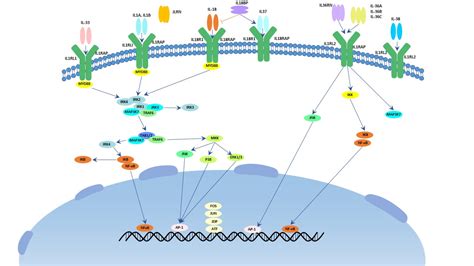 Il 1 Signaling Pathway