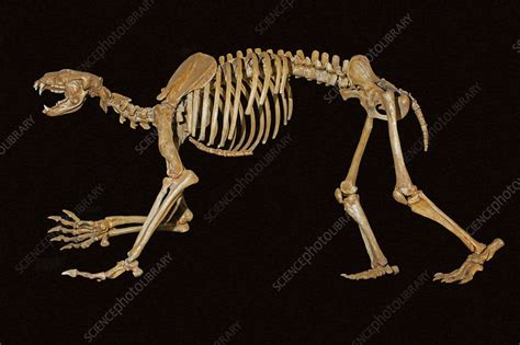 Short-faced bear (Arctodus simus) fossil skeleton - Stock Image - C052/6812 - Science Photo Library