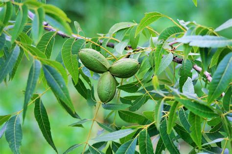 Three Pecan Nuts Free Stock Photo - Public Domain Pictures