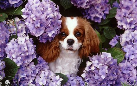 Flowers animals dogs purple flowers king charles spaniel wallpaper | 1680x1050 | 58494 | WallpaperUP