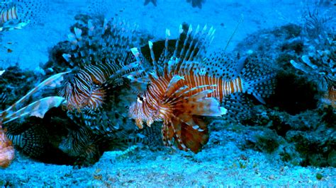 Lionfish Habitat Map