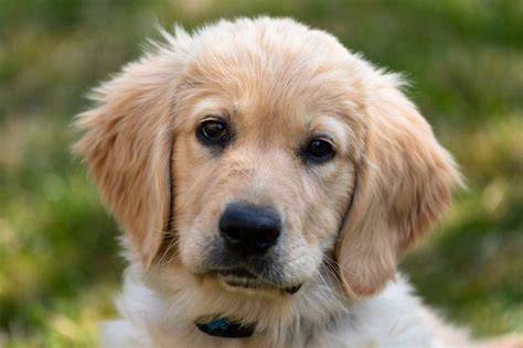 Golden Retriever Puppies: Everything You Need To Know