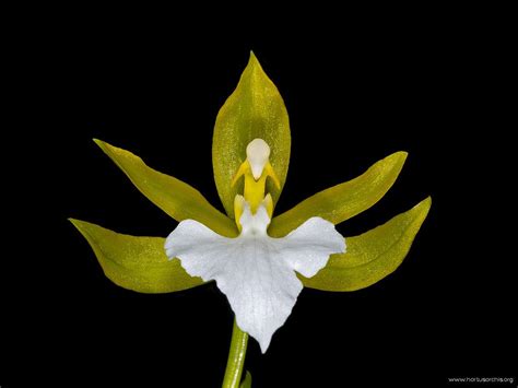 Hortus orchis - Rhynchostele bictoniensis forma alba