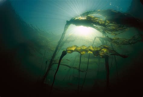 Kelp Gets on the Carbon-Credit Bandwagon | Hakai Magazine