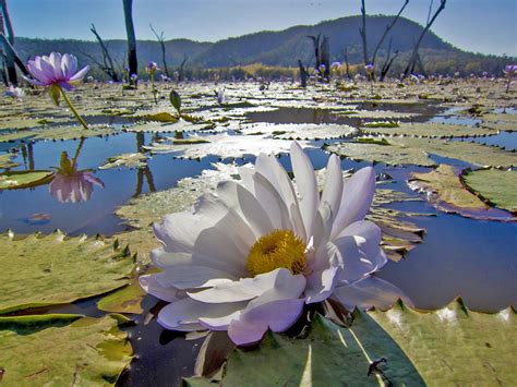 The Giant Water Lily