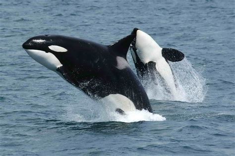 Spy-Hopping with Orca Whales – BC Reads: Adult Literacy Fundamental ...