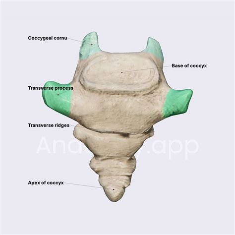 Coccygeal Vertebrae