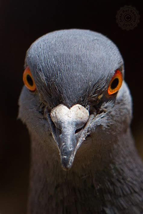 Pigeon close-up | Pigeon eyes, Pigeon pictures, Pet birds