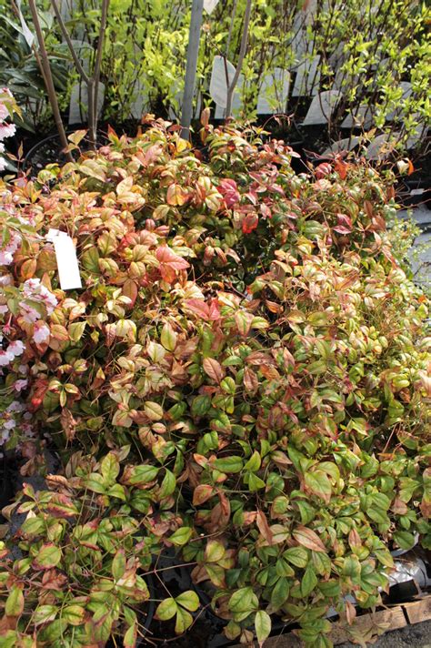 Dwarf Firepower Nandina | PlantAddicts.com