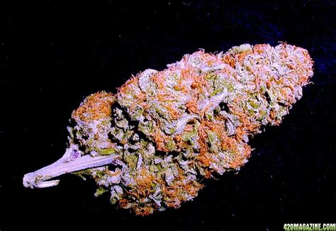 Grand Daddy Purp pricing from west to east coast | 420 Magazine