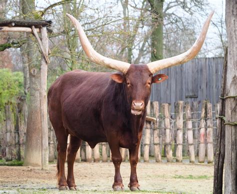 Ankole-Watusi cattle (Bos taurus indicus), 2020-01-11 - ZooChat