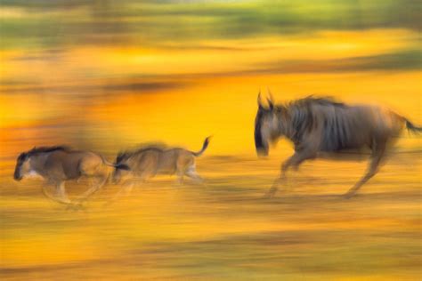 Wildebeest and calves on the run, Serengeti National Park, Tanzania - Art Wolfe