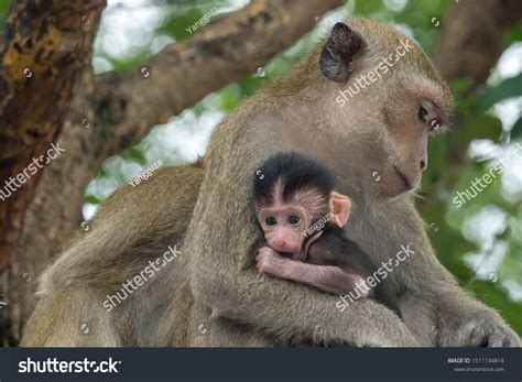 37,380 Monkey and baby on tree Stock Photos, Images & Photography ...