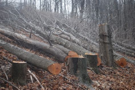 A company cut trees for a pipeline that hasn’t been approved. The landowners just filed for ...