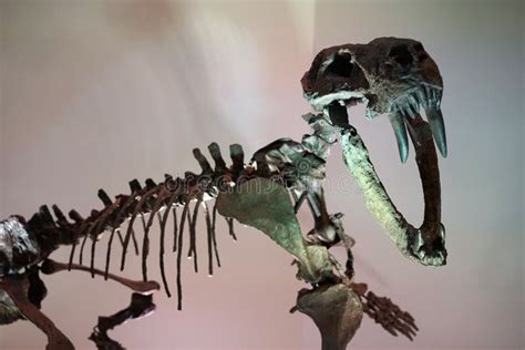 Sabertooth tiger fossil stock photo. Image of eater, mammalian - 60217388