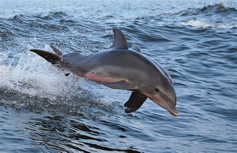 Dolphin Cruise Benefit for Emerald Coast Wildlife Refuge | Outdoor Gulf ...