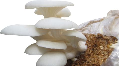 How to Grow Oyster Mushrooms at Home - FloCube