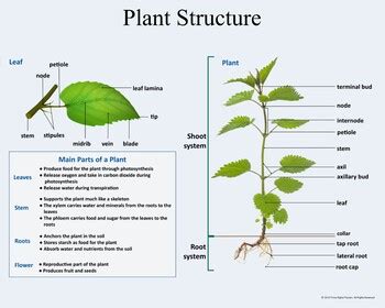 Plant Structure and Function by Tirine Education | TpT