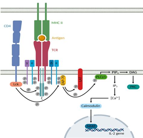 The CD4 Receptor: An Indispensable Protein in T Cell Activation and A Promising Target for ...