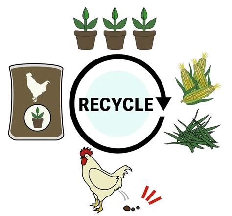 How To Compost Chicken Manure? Learn In Just 5 Easy Steps - Eco ...