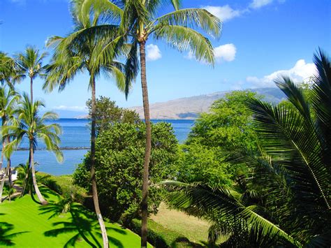 Free stock photo of Maui Hawaii Beach Palm Trees