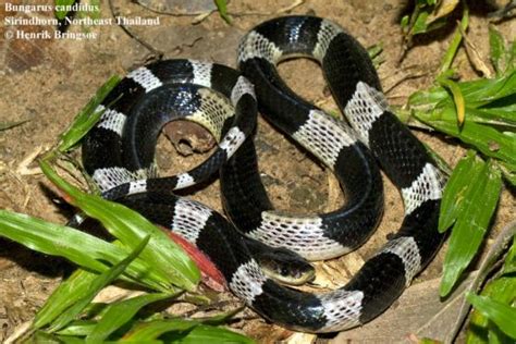 Bungarus candidus | The Reptile Database