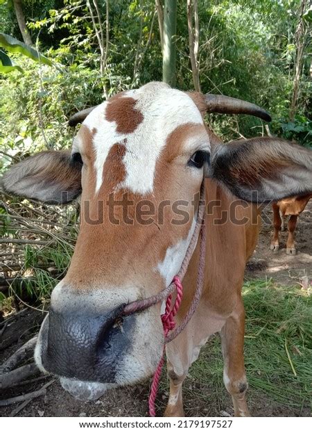 Simental Cattle One Most Widely Kept Stock Photo 2179197527 | Shutterstock