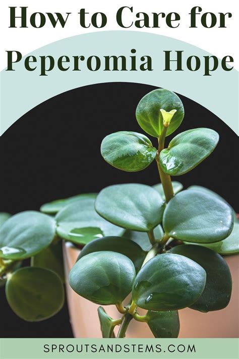 Discover the Beauty of Peperomia Hope: Care and Propagation Tips