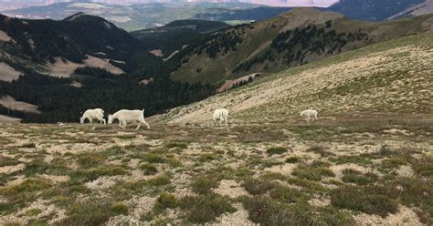 Utah wildlife officials want to put mountain goats where they haven’t ...