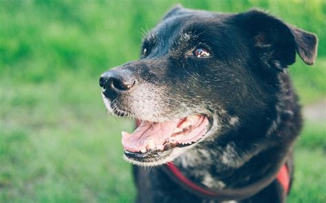 Causes of Panting in Old Dogs - Dog Discoveries