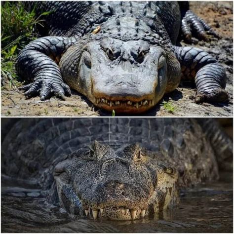 Alligator Vs Crocodile: Key Differences & Who Wins in a Fight