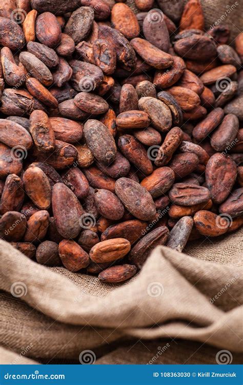 Raw cocoa beans in a sack stock photo. Image of gourmet - 108363030