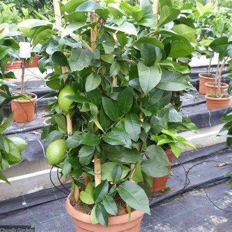 Seedless Full Sun Exposure Green Lemon Tree, For Fruits at Rs 50/piece in Hasanpur