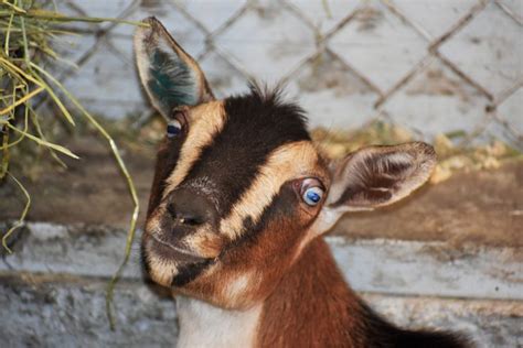 Goat Eyes | Goats, Animals, Photography