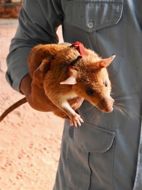 African Giant Pouched Rat | SIMILAR BUT DIFFERENT IN THE ANIMAL KINGDOM