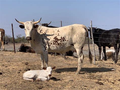 Nguni Cattle Breed