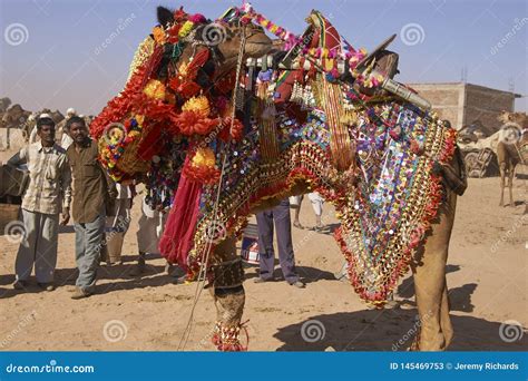 Decorated Camel in Rajasthan, India. Editorial Stock Photo - Image of ...