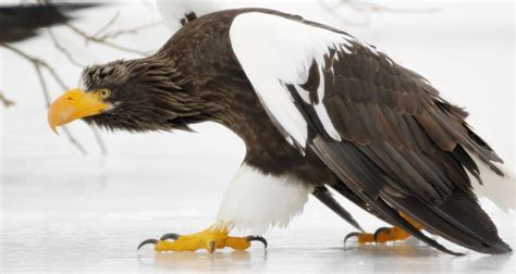 Most Beautiful Eagle Species In The World