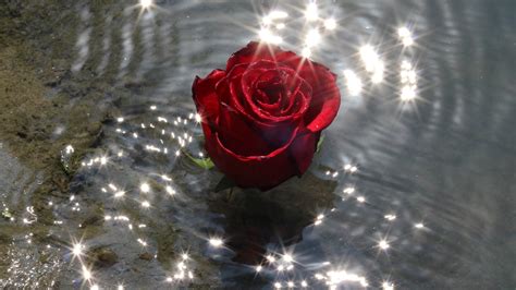 Desktop Wallpaper Rose Flower, Water, Reflections, Hd Image, Picture ...