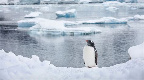 Why Some Penguins Thrive in Climate Change - ABC News